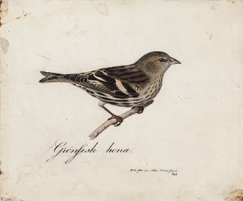 Eurasian siskin, female, 1828, Magnus | Free Photo - rawpixel
