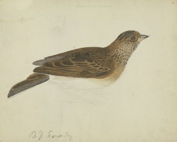 Eurasian skylark | Free Photo - rawpixel