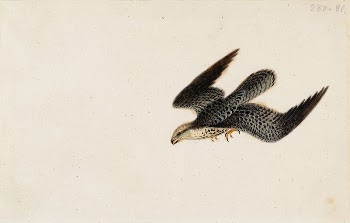 Eurasian sparrowhawk flying, 1830, Wilhelm | Free Photo - rawpixel