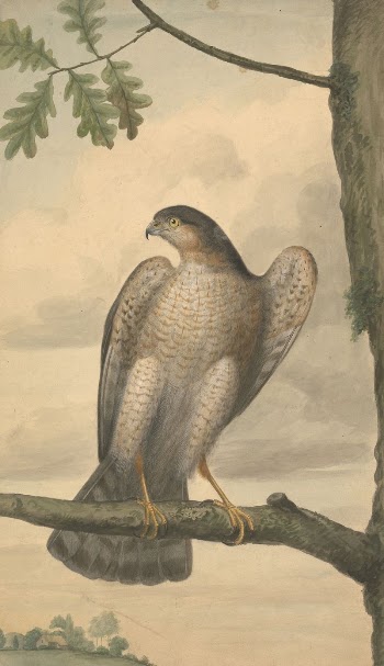 Eurasian Sparrowhawk | Free Photo - rawpixel