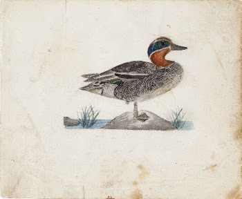 Eurasian teal, 1830 - 1831, | Free Photo - rawpixel