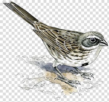 Eurasian tree sparrow standing illustration, House Sparrow Bird Finch Eurasian tree sparrow, sparrow transparent background PNG clipart