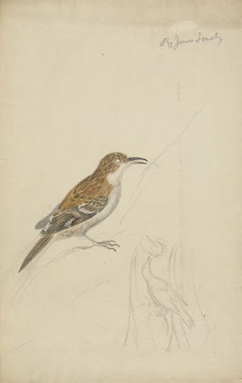 Eurasian treecreeper | Free Photo - rawpixel