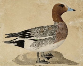Eurasian wigeon, 1828, Wilhelm von | Free Photo - rawpixel