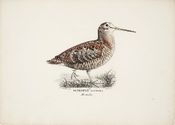 Eurasian woodcock, 1828 - 1838, | Free Photo - rawpixel
