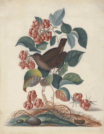 Eurasian wren (Troglodytes troglodytes), with raspberry | Free Photo - rawpixel
