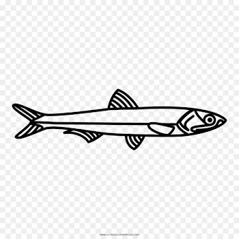 European anchovy Fish Drawing Japanese anchovy - Anchovy 