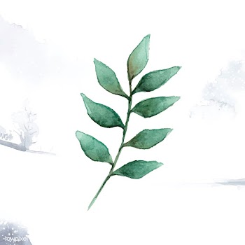 European ash leaf painted in watercolor vecto.. | Free stock vector - 489186