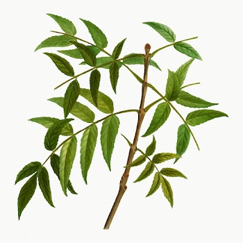 European ash tree branch | Free stock vector - 568570