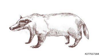 European badger hand drawn with outlines on white background