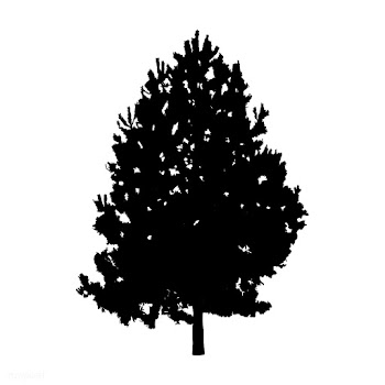 European beech tree silhouette on white backg.. | Free stock vector - 488632