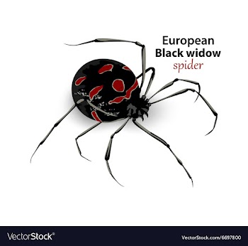 European black widow vector image