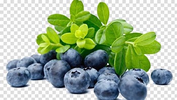 European blueberry Bilberry Nutrient Fruit, blueberry transparent background PNG clipart
