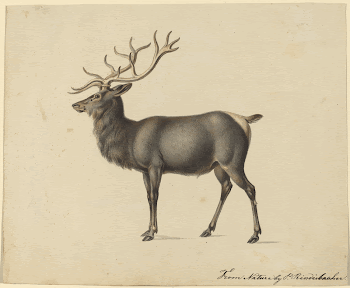 European Elk by Peter Rindisbacher. | Free Photo - rawpixel