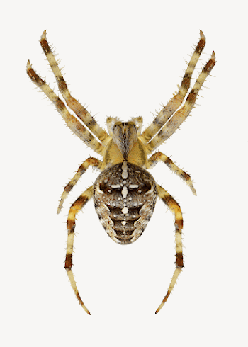 European garden spider collage element, | Free PSD - rawpixel