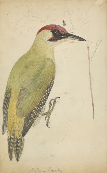 European Green Woodpecker | Free Photo - rawpixel