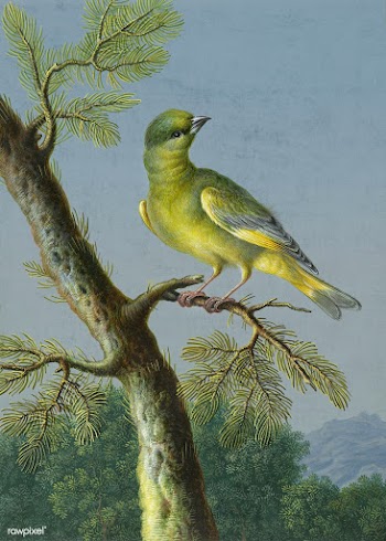 European Greenfinch bird painting | Free public domain illustration - 2228651