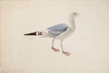 European herring gull, 1835, Magnus | Free Photo - rawpixel