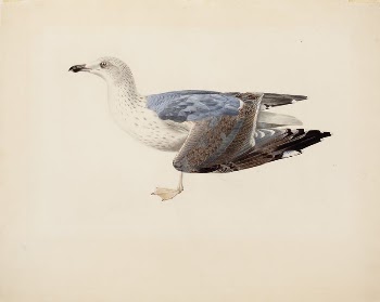 European herring gull, 1837, Magnus | Free Photo - rawpixel