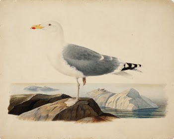 European herring gull, 1839, by Ferdinand | Free Photo - rawpixel