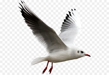 European Herring Gull Bird Clip art - White Gull 