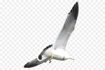 European Herring Gull Flight Bird Common gull - Flying seagulls 