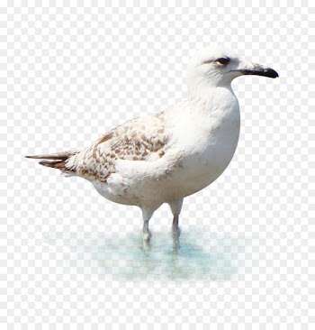 European Herring Gull Great black-backed gull Clip art - White Gull 