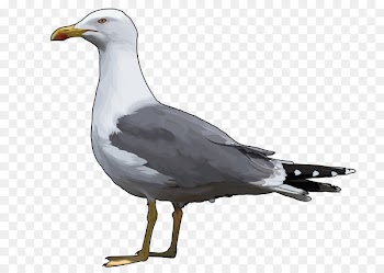 European herring gull Gulls Bird Great black-backed gull Yellow-legged gull - Bird 