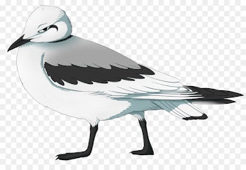 European Herring Gull, Gulls, Bird, Vertebrate PNG