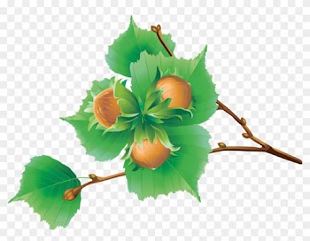 European Horse-chestnut Encapsulated Postscript Clip - European Horse-chestnut Encapsulated Postscript Clip