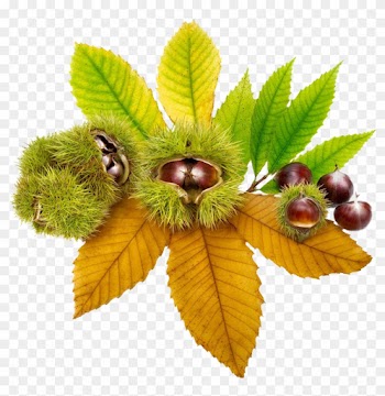 European Horse-chestnut Ohio Buckeye Sweet Chestnut - Horse Chestnut Png Transparent