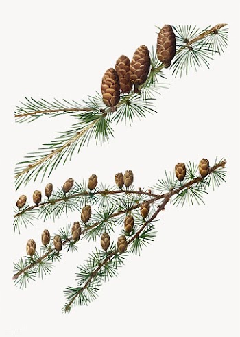 European larch tree | Free stock vector - 569153