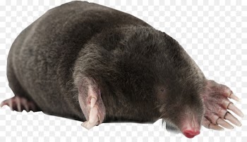 European mole Moles Royalty-free Stock photography stock.xchng - awww graphic 