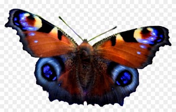 European Peacock Butterfly Png By Bunny With Camera - Aglais Io
