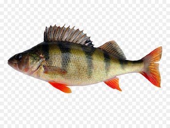 European perch Fishing Yellow perch Stock photography - mangrove 