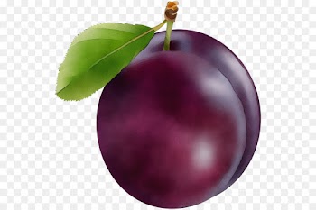 european plum fruit leaf purple tree