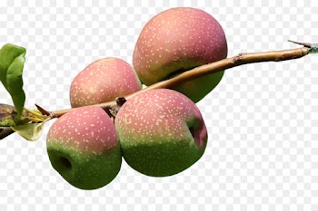 european plum fruit plant tree wild yellow plum