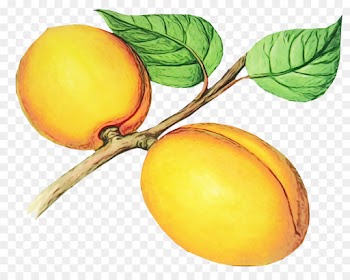 european plum fruit plant yellow food