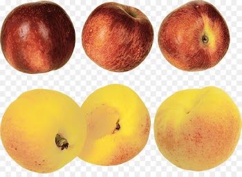 european plum fruit tree food plant