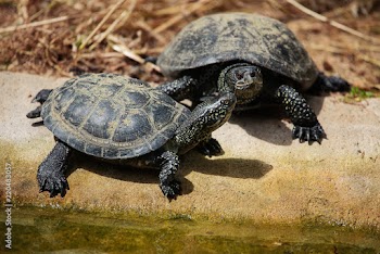 European pond turtle (Emys orbicularis)