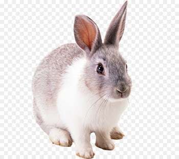 European rabbit Domestic rabbit Easter Bunny - conejos 