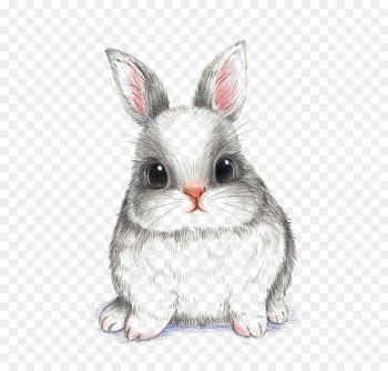 European rabbit Drawing Wallpaper - rabbit 