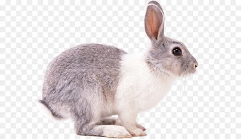 European rabbit Hare - Rabbit Png Image 