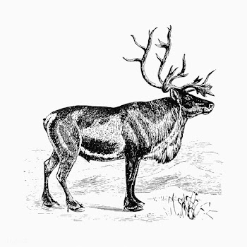 European reindeer shade drawing | Free stock vector - 562311