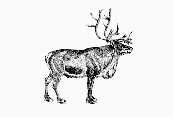 European reindeer shade drawing | Free stock vector - 562446