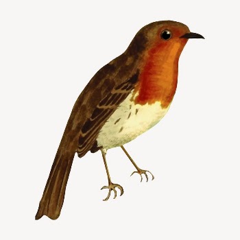 European robin bird clipart, vintage | Free Vector - rawpixel