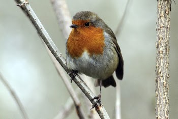 European robin bird close up. | Free Photo - rawpixel