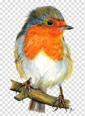 European robin Bird Drawing Watercolor painting, watercolor animals transparent background PNG clipart
