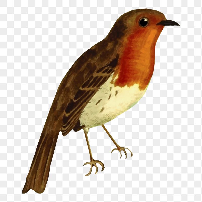European robin bird png sticker | Free PNG - rawpixel