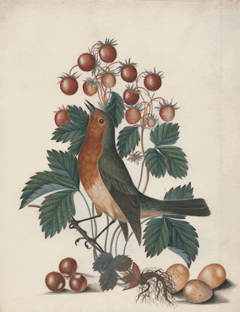 European robin (Erithacus rubecula) and | Free Photo - rawpixel